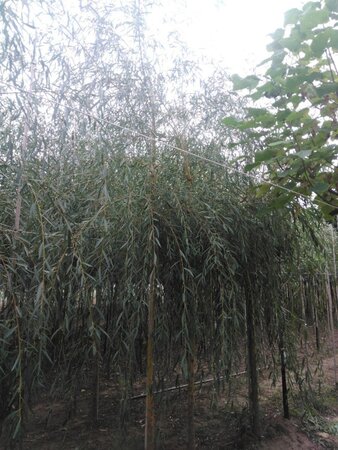 Salix sepulcralis 'Chrysocoma' 14-16 Hoogstam draadkluit 2 X verplant - afbeelding 2