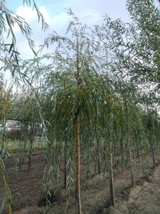 Salix sepulcralis 'Chrysocoma' 16-18 Hoogstam draadkluit 3 X verplant - afbeelding 2