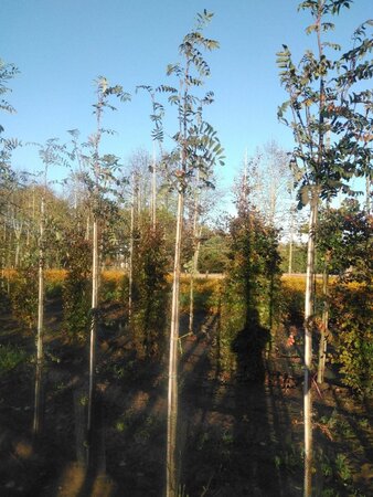 Sorbus aucuparia 'Edulis' 8-10 Hoogstam wortelgoed