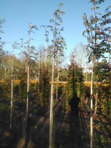 Sorbus aucuparia 'Edulis' 8-10 Hoogstam wortelgoed