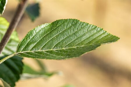 Sorbus aria 'Lutescens' 8-10 Hoogstam wortelgoed - afbeelding 2