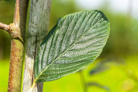 Sorbus aria 'Majestica' 10-12 Hoogstam wortelgoed - afbeelding 2