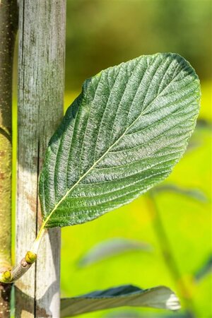 Sorbus aria 'Majestica' 8-10 Hoogstam wortelgoed - afbeelding 3