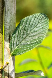 Sorbus aria 'Majestica' 8-10 Hoogstam wortelgoed - afbeelding 3