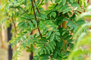 Sorbus auc. 'Sheerwater Seedling' 6-8 Hoogstam wortelgoed - afbeelding 1