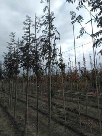 Sorbus auc. 'Wettra' 6-8 Hoogstam wortelgoed - afbeelding 2