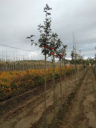 Sorbus auc. 'Wettra' 6-8 Hoogstam wortelgoed - afbeelding 4