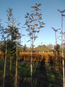Sorbus auc. 'Wettra' 6-8 Hoogstam wortelgoed - afbeelding 3