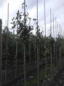 Sorbus torminalis 6-8 Hoogstam wortelgoed - afbeelding 2