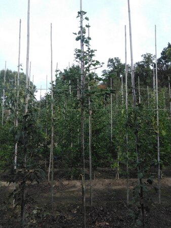 Sorbus torminalis 8-10 Hoogstam wortelgoed - afbeelding 2
