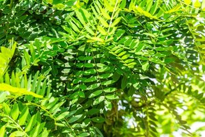 Styphnolobium j. 'Regent' 12-14 Hoogstam wortelgoed 2 X verplant - afbeelding 5