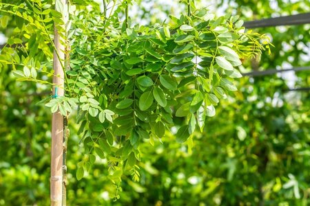 Styphnolobium jap. 'Pendula' = Sophora 8-10 Hoogstam wortelgoed - afbeelding 2