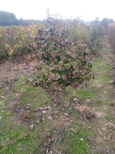 Syringa v. 'Belle de Nancy' 125-150 cm met kluit