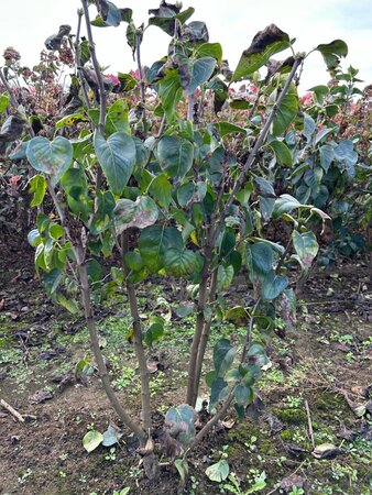 Syringa v. 'Katherine Havemeyer' LAVENDELPAARS 100-125 cm met kluit - afbeelding 2