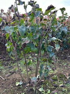 Syringa v. 'Katherine Havemeyer' LAVENDELPAARS 100-125 cm met kluit - afbeelding 2