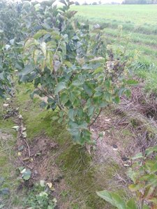 Syringa v. 'Katherine Havemeyer' LAVENDELPAARS 100-125 cm RB 5-8 BR bushes