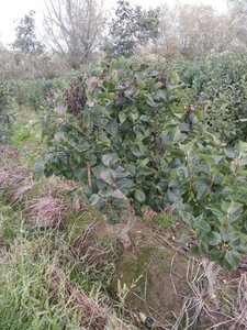 Syringa v. 'Michel Buchner' 100-125 cm RB 5-8 BR bushes