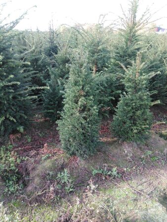 Taxus baccata 100-125 cm met kluit - afbeelding 2
