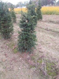Taxus baccata 100-125 cm met kluit - afbeelding 3