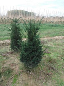 Taxus baccata 100-125 cm met kluit - afbeelding 6