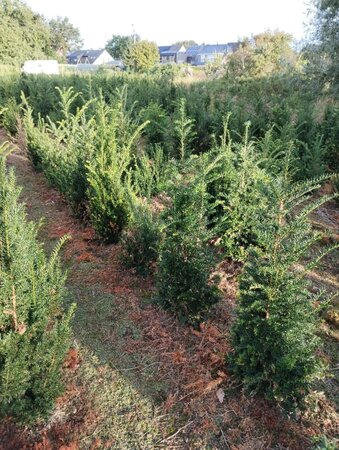 Taxus baccata 100-125 cm met kluit - afbeelding 5