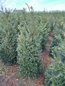 Taxus baccata 100-125 cm met kluit - afbeelding 7