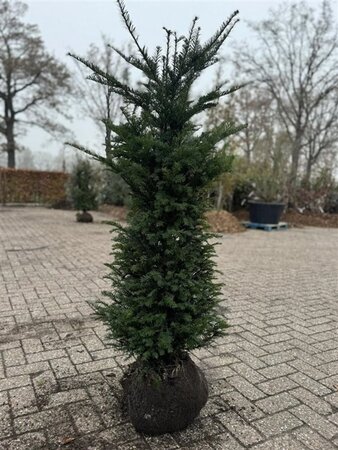 Taxus baccata 100-125 cm met kluit - afbeelding 11
