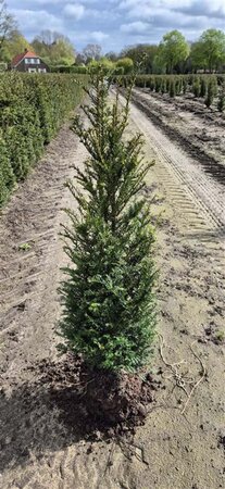 Taxus baccata 100-125 cm met kluit - afbeelding 14
