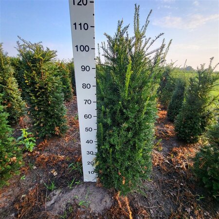 Taxus baccata 100-125 cm met kluit - afbeelding 5