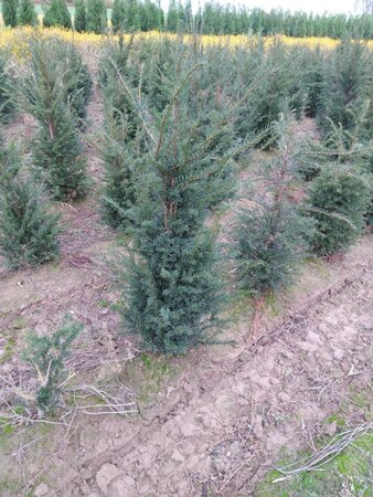 Taxus baccata 100-125 cm met kluit - afbeelding 4