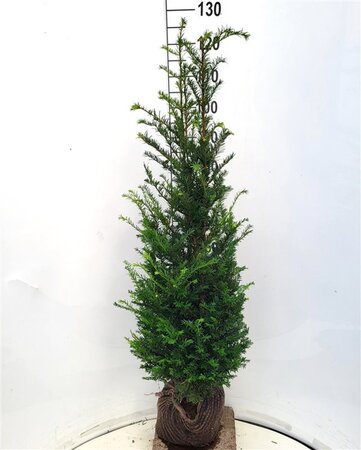 Taxus baccata 100-125 cm met kluit - afbeelding 15