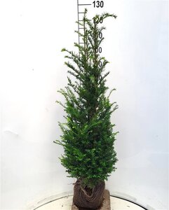 Taxus baccata 100-125 cm met kluit - afbeelding 15