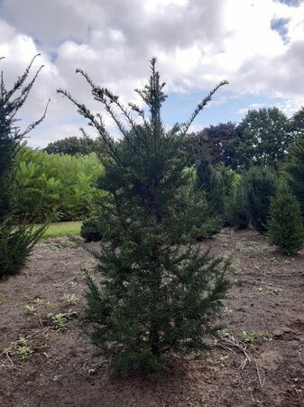 Taxus baccata 100-125 cm met kluit - afbeelding 10