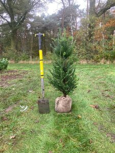 Taxus baccata 100-125 cm RB - image 13