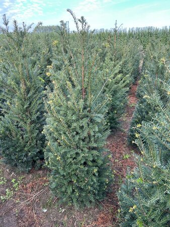 Taxus baccata 100-125 cm RB - image 4