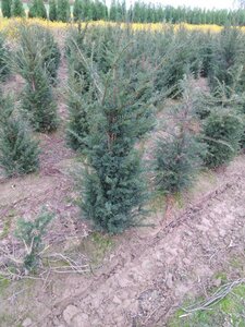 Taxus baccata 100-125 cm RB - image 4