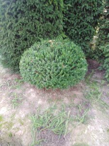 Taxus baccata 100 cm met kluit bol - afbeelding 5