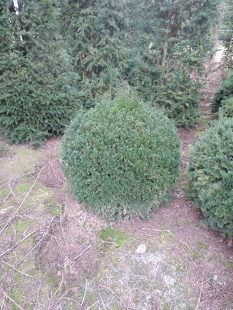 Taxus baccata 100 cm met kluit bol - afbeelding 4