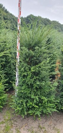 Taxus baccata 125-150 cm met kluit - afbeelding 10
