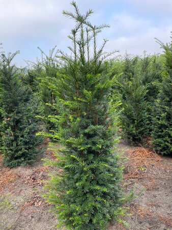 Taxus baccata 125-150 cm met kluit - afbeelding 3