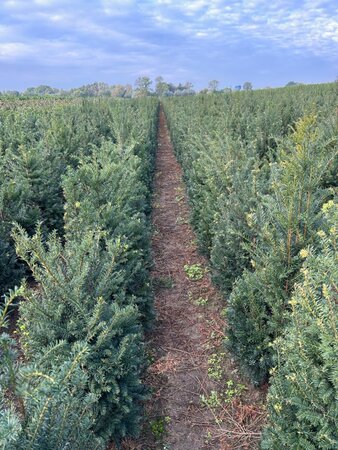Taxus baccata 125-150 cm met kluit - afbeelding 2