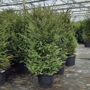 Taxus baccata 125-150 cm met kluit - afbeelding 7
