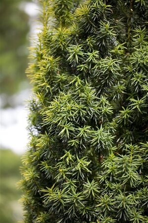 Taxus baccata 125-150 cm met kluit - afbeelding 9