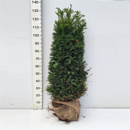 Taxus baccata 125-150 cm met kluit - afbeelding 2