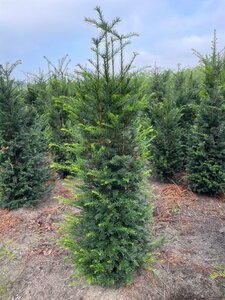 Taxus baccata 125-150 cm met kluit - afbeelding 13