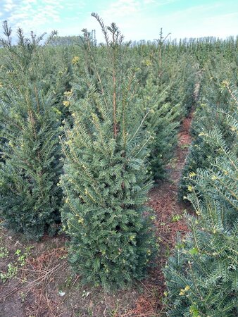 Taxus baccata 125-150 cm met kluit - afbeelding 17