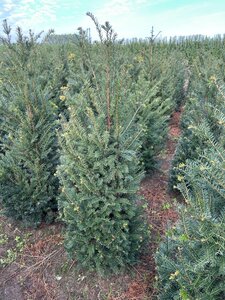 Taxus baccata 125-150 cm met kluit - afbeelding 17