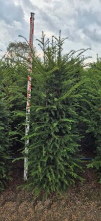 Taxus baccata 150-175 cm met kluit - afbeelding 5