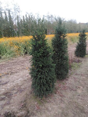 Taxus baccata 150-175 cm met kluit - afbeelding 6