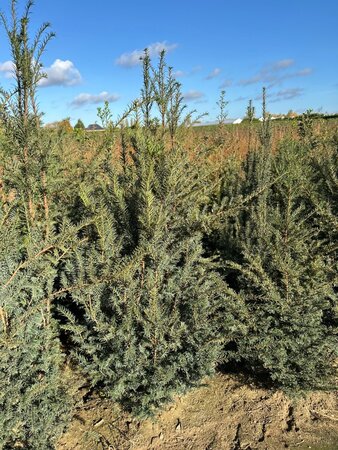 Taxus baccata 150-175 cm RB - image 2